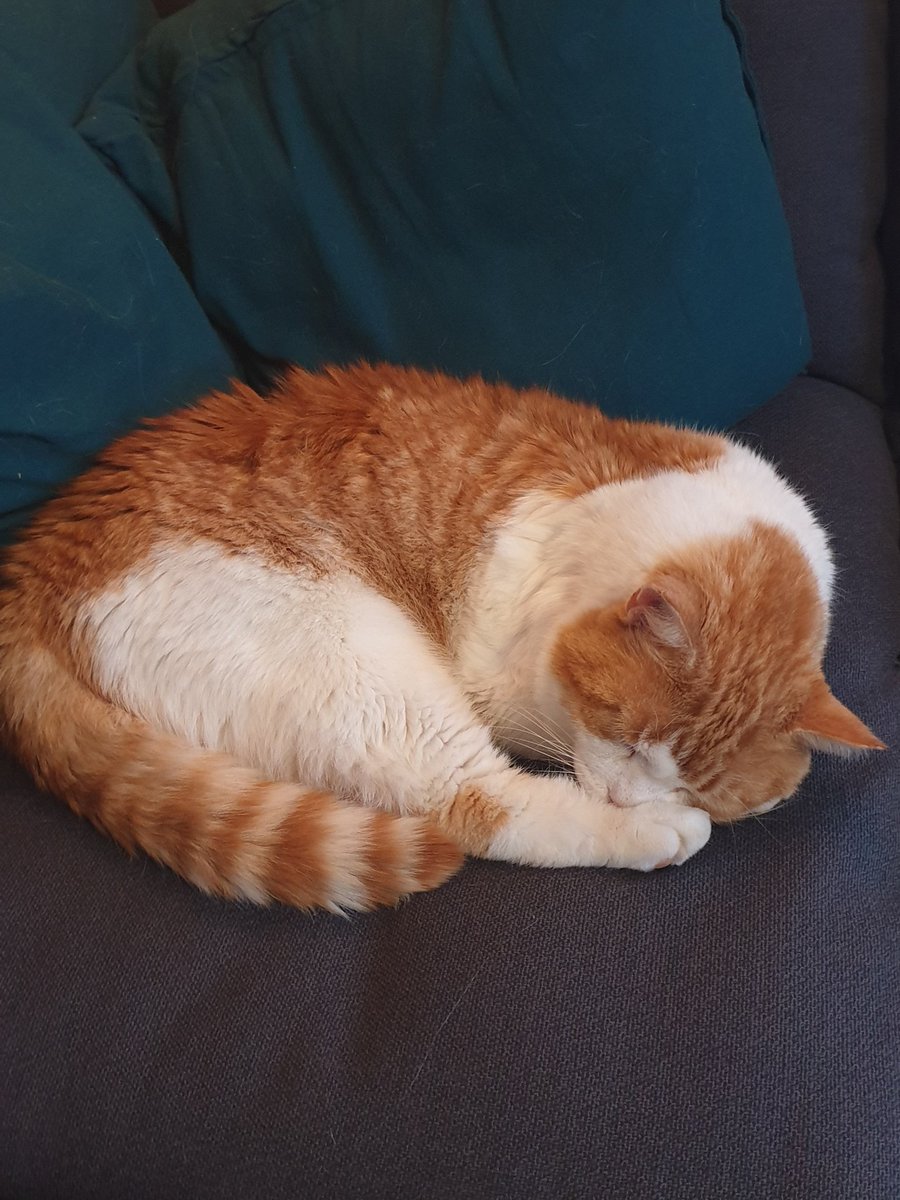 Hurra på dagen <a href="/fuchsiablix/">Fuchsia Blix</a> 
Den lugne katta og dens samboere hilser deg. Håper du har fått kake💃