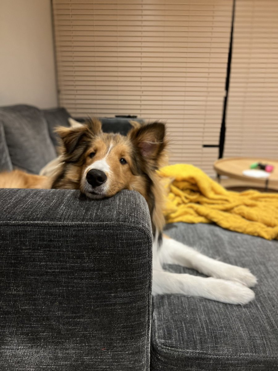 tsukune_oneone's tweet photo. Chin rest #sheltie https://t.co/naS4suhsIN