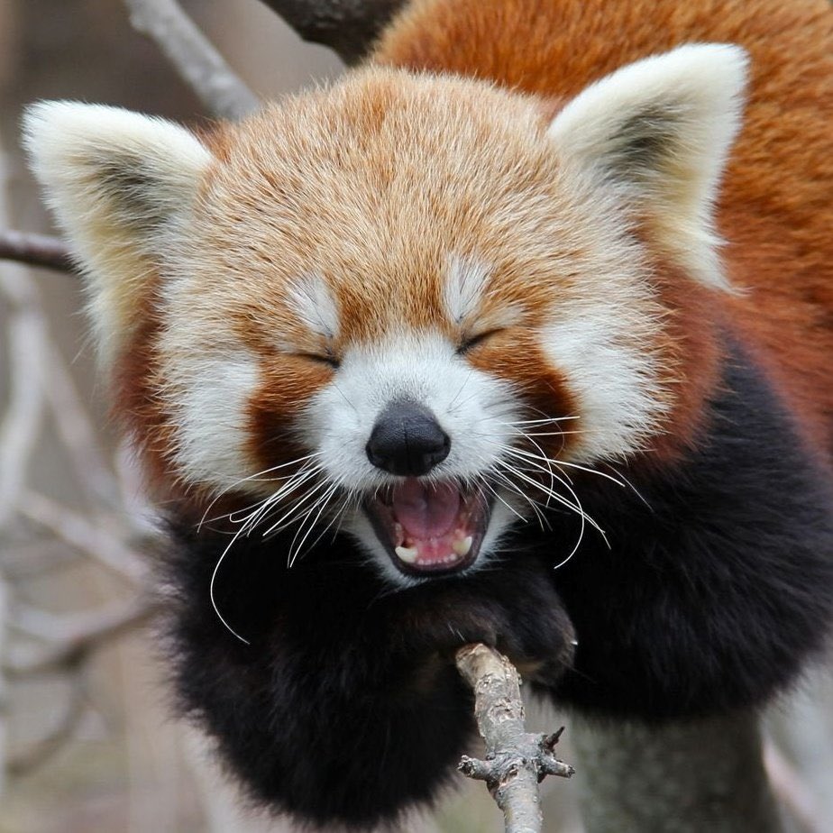 Kim The Baby Taehyung Red Panda Is A Tiny Bear Who Tries To Act Like A Tiger But Only Ends Up Looking Adorable Never Seen A More Fitting Animal For