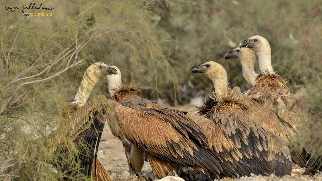 nadeemmirbahar's tweet photo. Vulture reappearance is result of Ban on NSAID drugs i.e. Diclofenac used in livestock, a lethal drug to #Vultures.
The presence of small population of Vultures in #corezone, #Tharparkar is only hope.
We can see them again after complete ban on production & use of such drugs. https://t.co/D4Z7fcTmoU