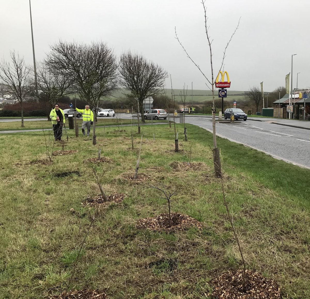Juleschao's tweet image. We planted some sea buckthorn in a little spinney we’ve been planting over the last couple of years, opposite our town’s McDonald’s too… vitamin C!! Just the best way to see out the year. #TreeWardens