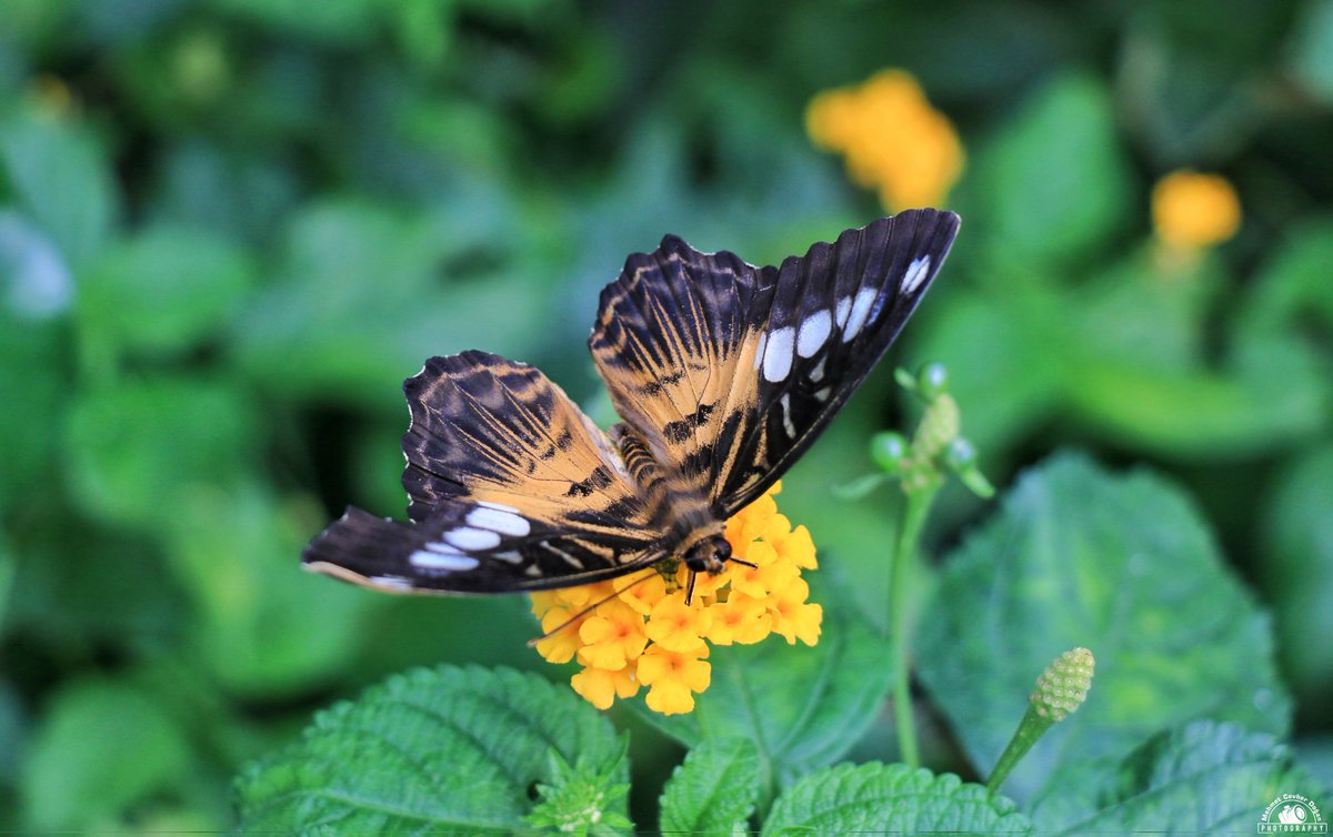 mcevherdogan's tweet photo. Bütün Mümkünlerin Kıyısındayım...

#simplythree #butterfly #kelebek #kelebeklervadisi #violin #nature #naturephotography #doğa #turgutuyar https://t.co/50ImmXGbuh