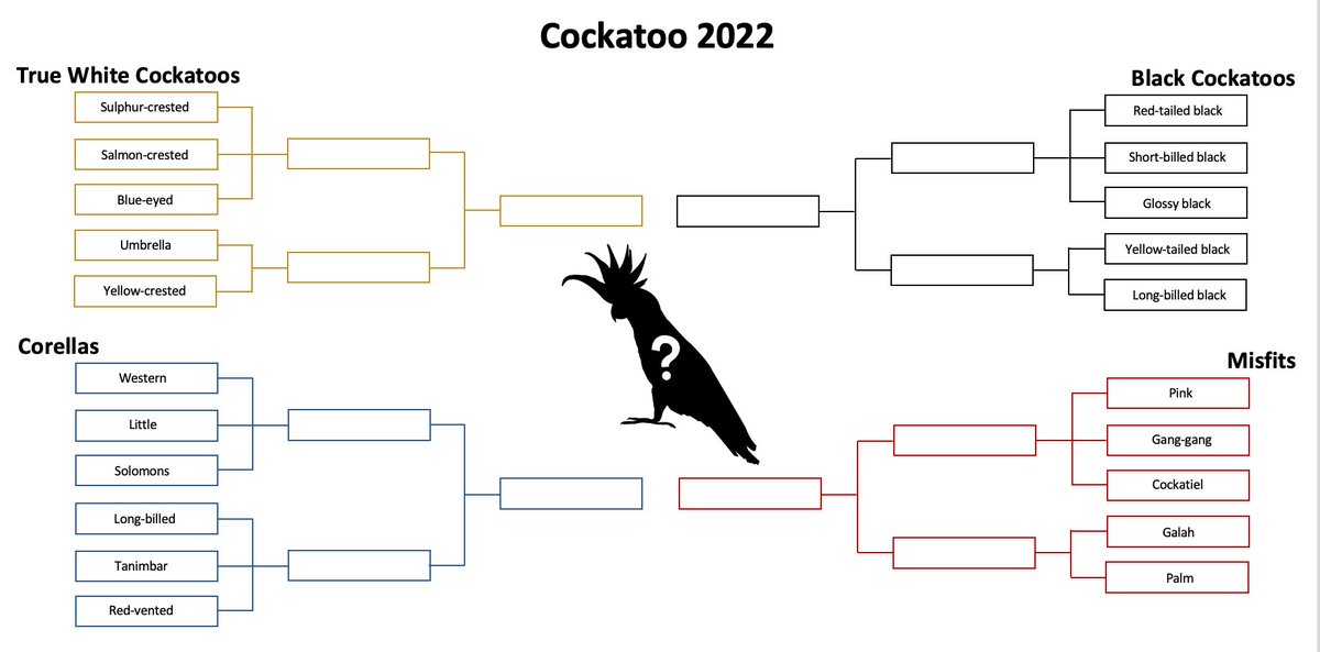 Raccoonologist's tweet photo. We will start by determining the top cockies for each group: the true white cockatoos, the corellas, the black cockatoos & the misfits.
Your vote in the polls below will decide who makes it to Round 2 of #Cockatoo2022 tomorrow, so choose wisely. https://t.co/46viPIeJim