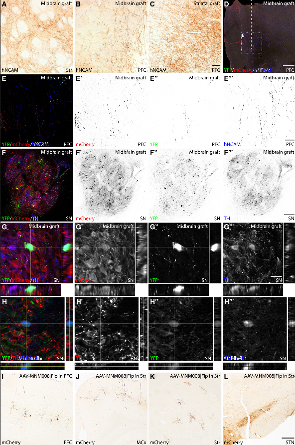 The Science of Parkinson's tweet media