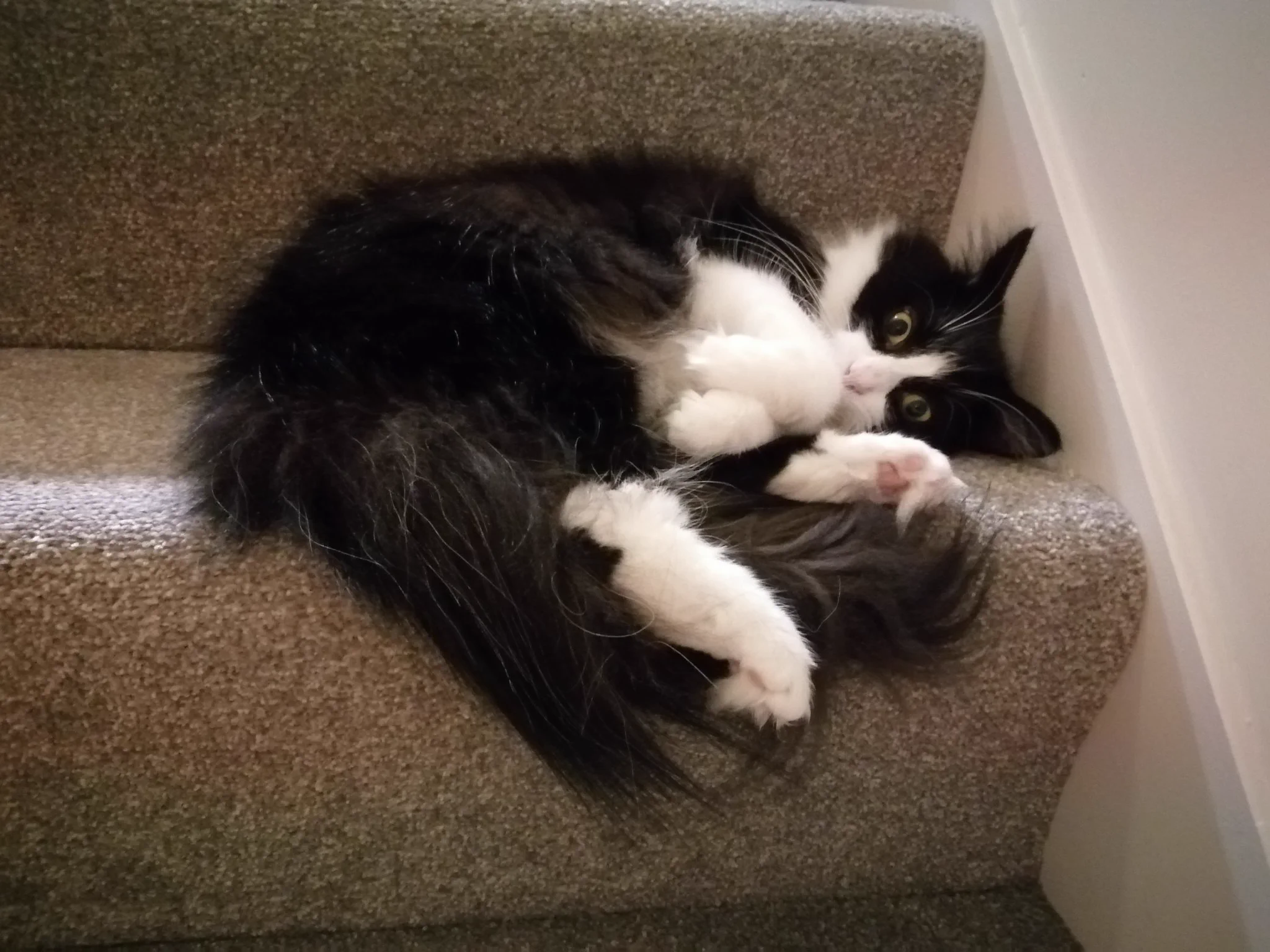 @kanameogino 我が家の白足袋ちゃんも可愛いの塊💖 