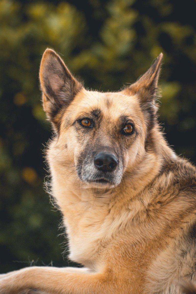 Daninho_____'s tweet photo. Ha desaparecido el perro de mi novia ayer por la noche por los petardos por la zona de Pontejos (Cantabria). Responde al nombre de Nala, es muy buena y se deja tocar. Cualquier cosa MD a mi o a @_noeliaprz 🙏😢 https://t.co/gnujUI8Nqq