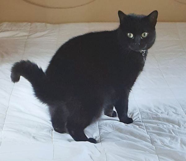 🌞 HERENIGD! 
KAT LISA_LING (chip)
gest. poes, zwart
#WILP #GE  
#DHver 17/4/21 facebook.com/DeHerenigingGe…