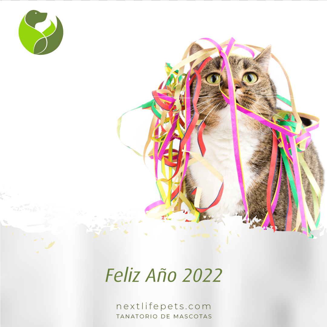 NextLifePets's tweet photo. Os deseamos feliz noche y muy feliz 2022!!! 🎉
https://t.co/tDjX1DVHmr
#FelizAño2022 #FelizAño #TanatoriodeMascotas #Mascotas #IncineraciónMascotas #Perros #Gatos #AnimalesDeCompañía https://t.co/pEvypcQgDu