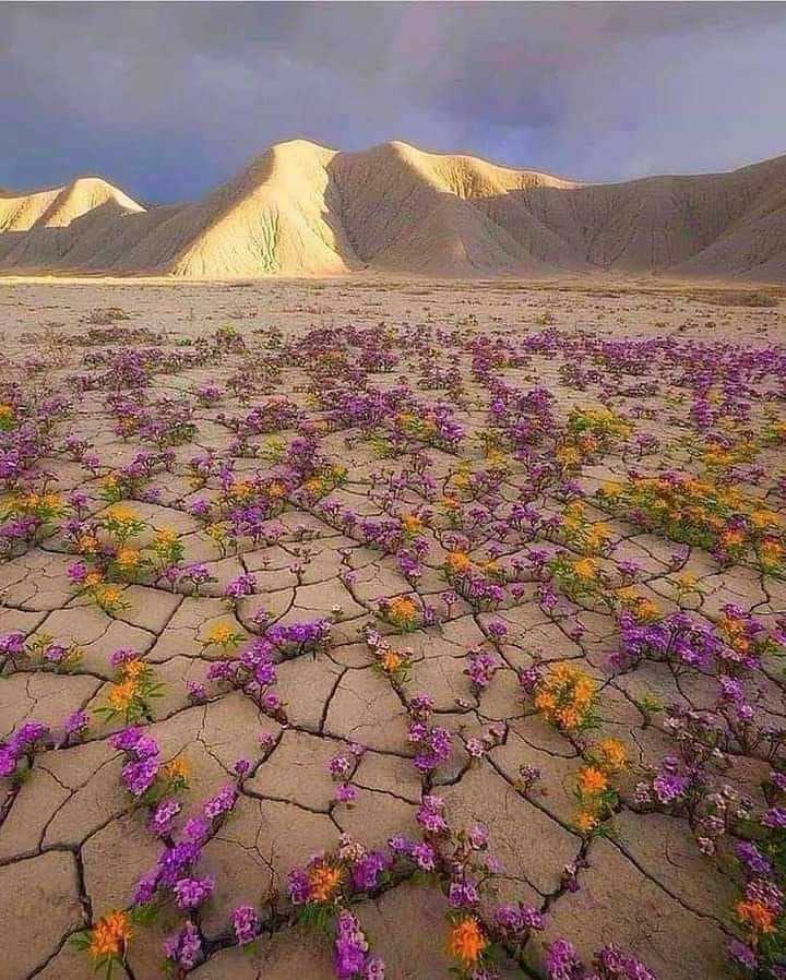 🇨🇱 Le désert d'Atacama, dans le nord du Chili, est le plus aride du monde. Pourtant, une fois tous les cinq ans la pluie qui s'y déverse fait éclore de magnifiques fleurs colorées ! 💜