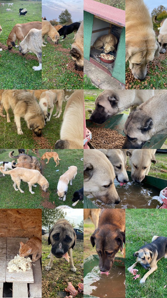cesurvepatiler's tweet photo. LÜTFEN OKUYUN 
100 'den fazla köy ve orman CANI❕🐾

Mama desteği için kumbaram 👇🏻
https://t.co/p80m5KV4Xk

Klinik desteği için VETERİNER IBAN verilir ✨ (genelde borçum olur)

▶️ Bu canları günlük besliyorum, yorumda detayları görebilirsiniz. https://t.co/eJTnBUhfIX