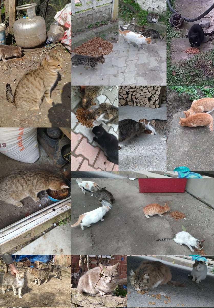 cesurvepatiler's tweet photo. LÜTFEN OKUYUN 
100 'den fazla köy ve orman CANI❕🐾

Mama desteği için kumbaram 👇🏻
https://t.co/p80m5KV4Xk

Klinik desteği için VETERİNER IBAN verilir ✨ (genelde borçum olur)

▶️ Bu canları günlük besliyorum, yorumda detayları görebilirsiniz. https://t.co/eJTnBUhfIX