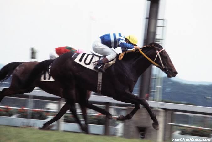 忍者の黒い馬みたいなの 根性1しか出ない人 ちなみに タイテエム の世代である花の47年組の小ネタとして 大相撲の白鵬翔ならぬハクホオショウという馬がいることはタニマチの皆様もウマ娘のトレーナーさんにも知られて欲しい ちなみにハクホオショウの