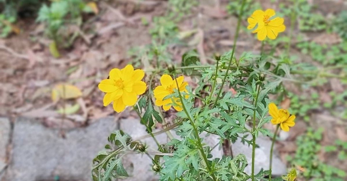 udaypratapbuxar's tweet photo. A new hope, A new beginning, A new blessing, A new opportunity...!
#HappyNewYear #welcome2022
#flowers #clickpro
#redminote10promax #wintervibes #naturephotography #naturelovers #nature #naturalbeauty #naturegeography #wintergarden https://t.co/ob9NI9Vskc