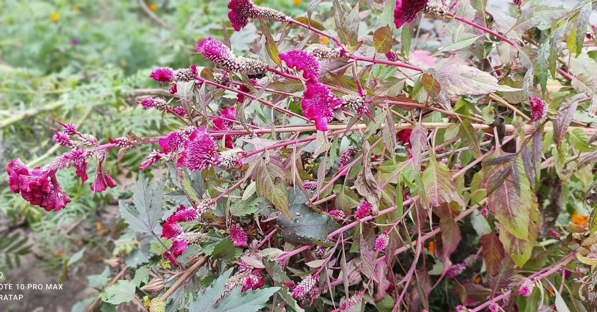 udaypratapbuxar's tweet photo. A new hope, A new beginning, A new blessing, A new opportunity...!
#HappyNewYear #welcome2022
#flowers #clickpro
#redminote10promax #wintervibes #naturephotography #naturelovers #nature #naturalbeauty #naturegeography #wintergarden https://t.co/ob9NI9Vskc