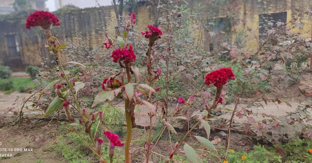 udaypratapbuxar's tweet photo. A new hope, A new beginning, A new blessing, A new opportunity...!
#HappyNewYear #welcome2022
#flowers #clickpro
#redminote10promax #wintervibes #naturephotography #naturelovers #nature #naturalbeauty #naturegeography #wintergarden https://t.co/ob9NI9Vskc