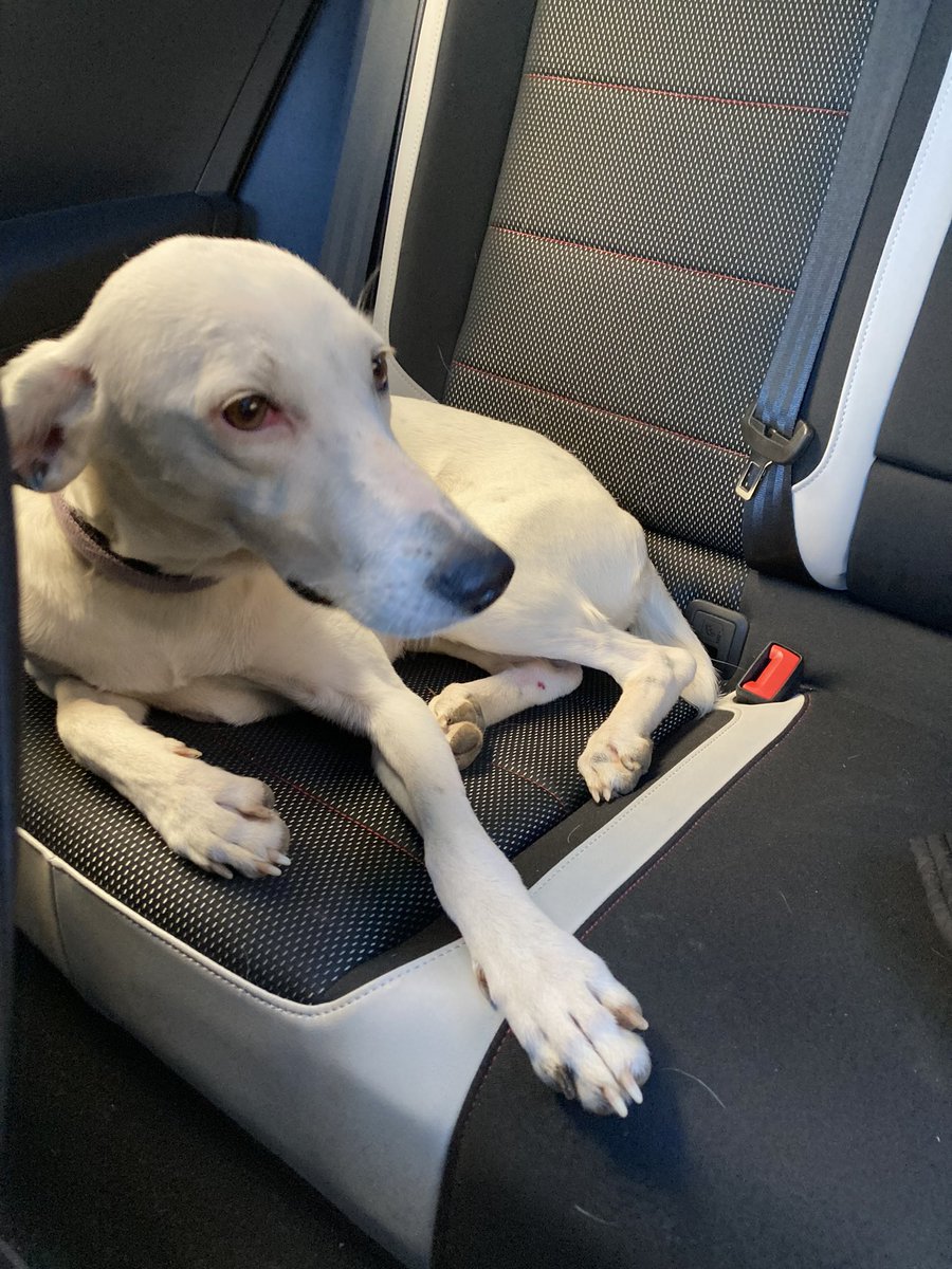 Hem trobat aquest gos a la carretera passat l’Estrany clar direcció el castell de Berga. 
Si algú sap algo que contacti per DM.