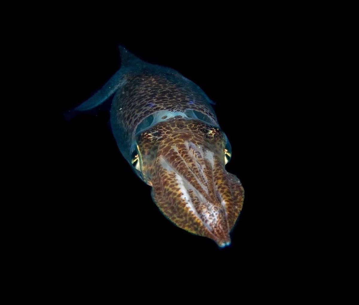 Common Squid last night , gotta love a Cephalopod #squid #squids #cephalopod #cephalopods #nightdiving #othreedrysuits #winterdiving #underwaterphotography