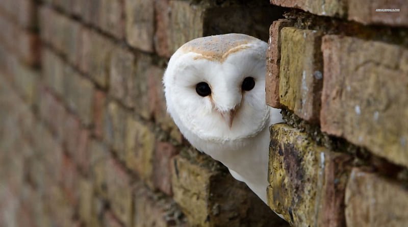 furiousgerbil's tweet photo. Morning The Twitter.
Here’s your #DailyOwl
As we all know, owls only have one natural predator: the shark.
See how this owl blends in perfectly with its surroundings. https://t.co/2jfBlxSkgs