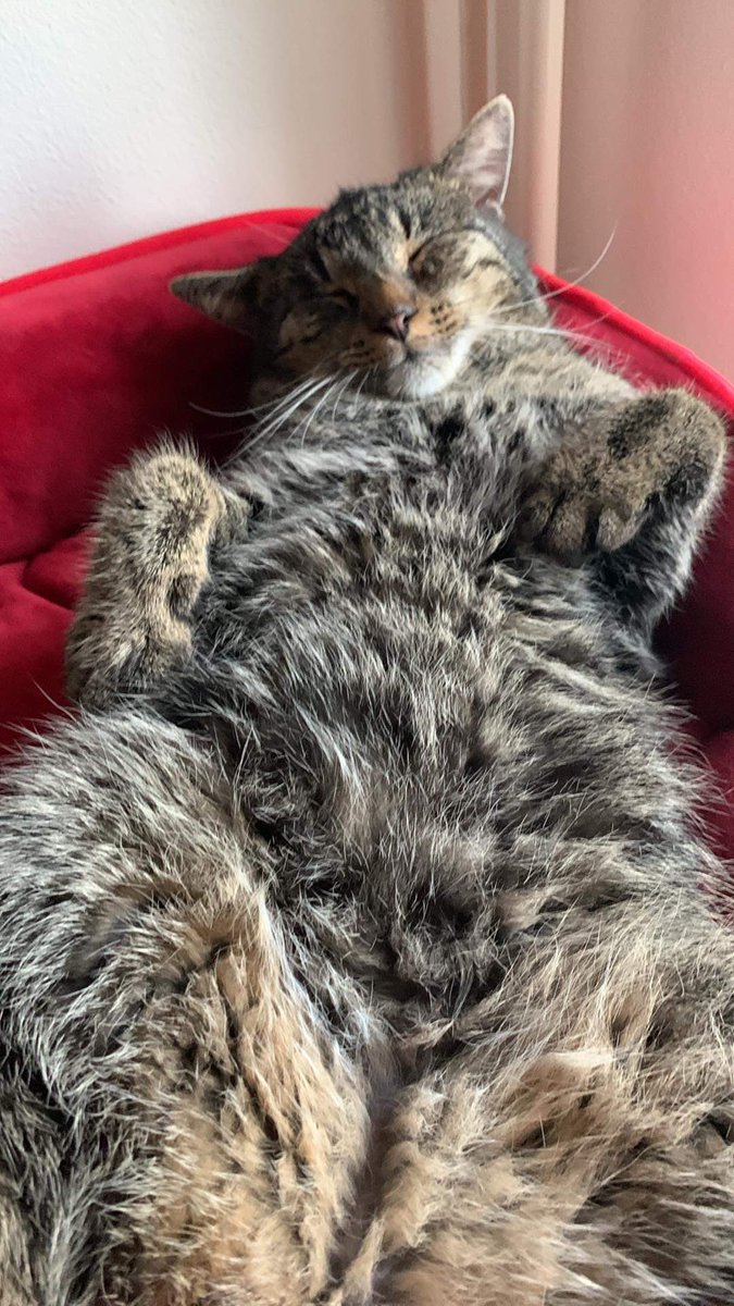 Łajza z sylwestra wrócił 🤣🤦