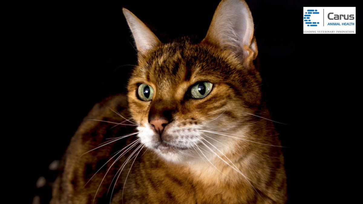 carus_ah's tweet image. Happy New Year from @carus_ah! 
#Carus #HappyNewYear 🥂