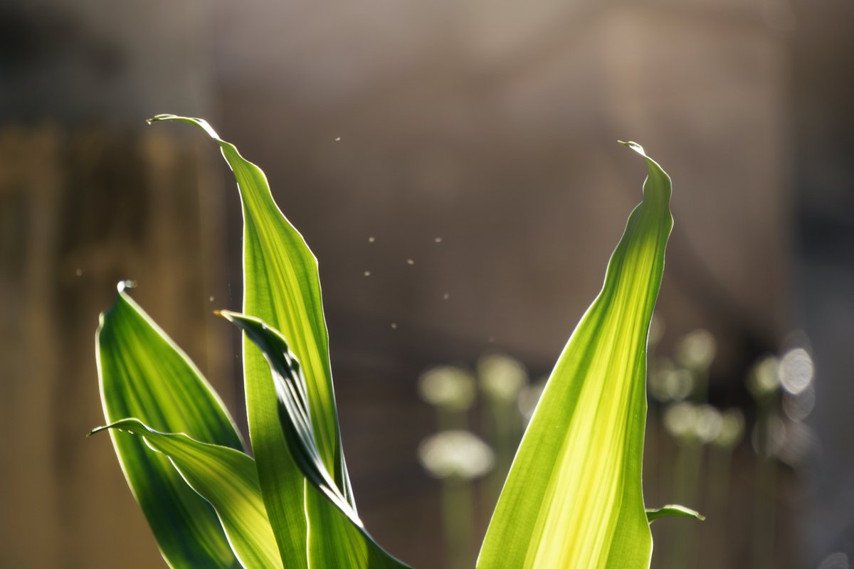 Happy New Year! 🎆 We wish you a safe and prosperous 2022. #plant2022 

#happynewyear #newyears #cdnag #agriculture #agproud #ontag