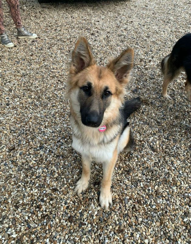 Please retweet to help Lyla find a home #ESSEX #UK 

Beautiful #GermanShepherd aged 1, could live with older children and perhaps a male dog. She's good on the lead, travels well. She has a medical condition, please share, she needs our help!🍀
DETAILS👇
gsrelite.co.uk/lyra-3/
