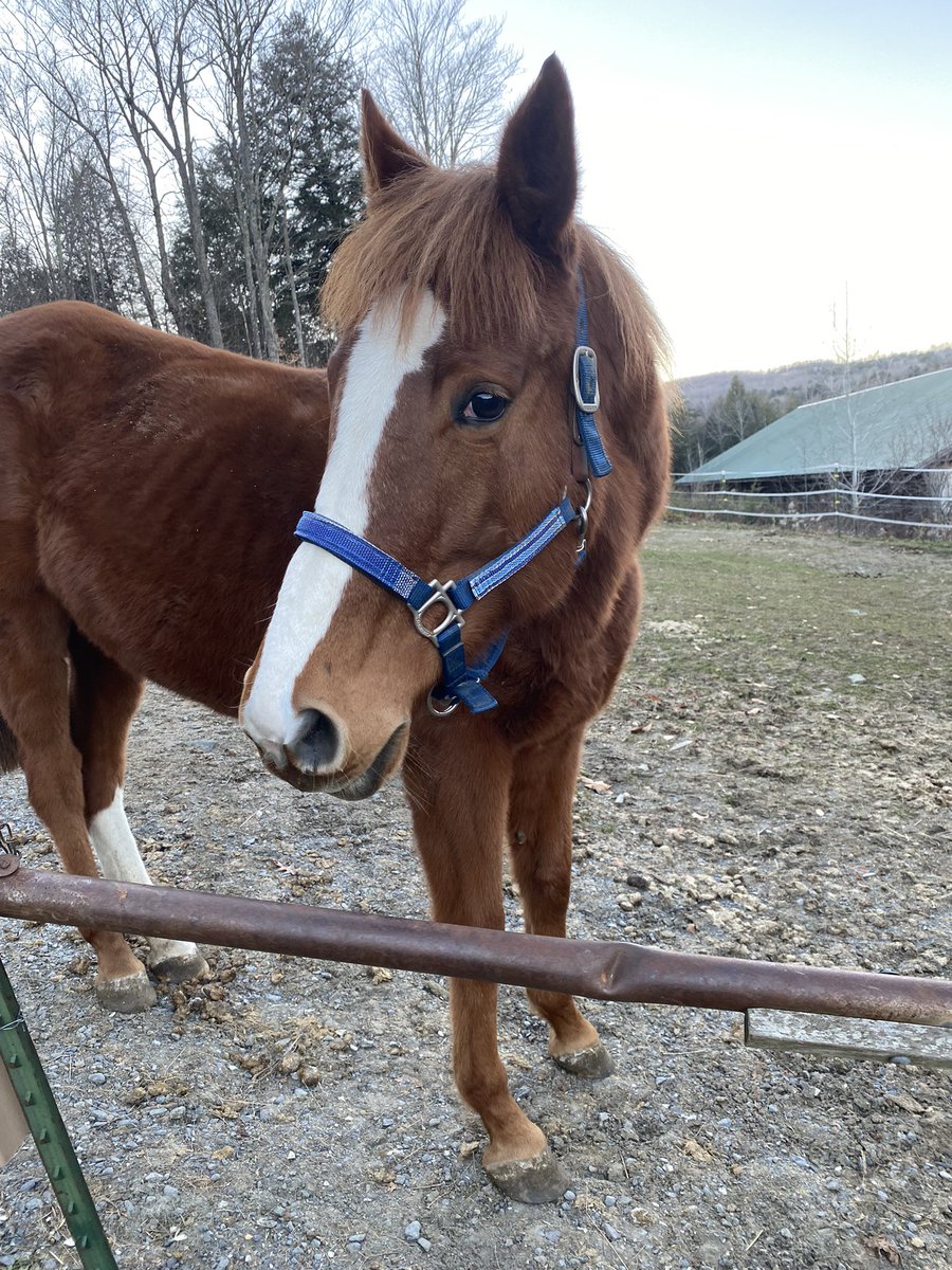 SaratogaGoose's tweet photo. My best mare buddy #EnglishSoul wishes all the thoroughbreds a happy birthday today! #OTTB ❤️ https://t.co/cjL7oV5EI1