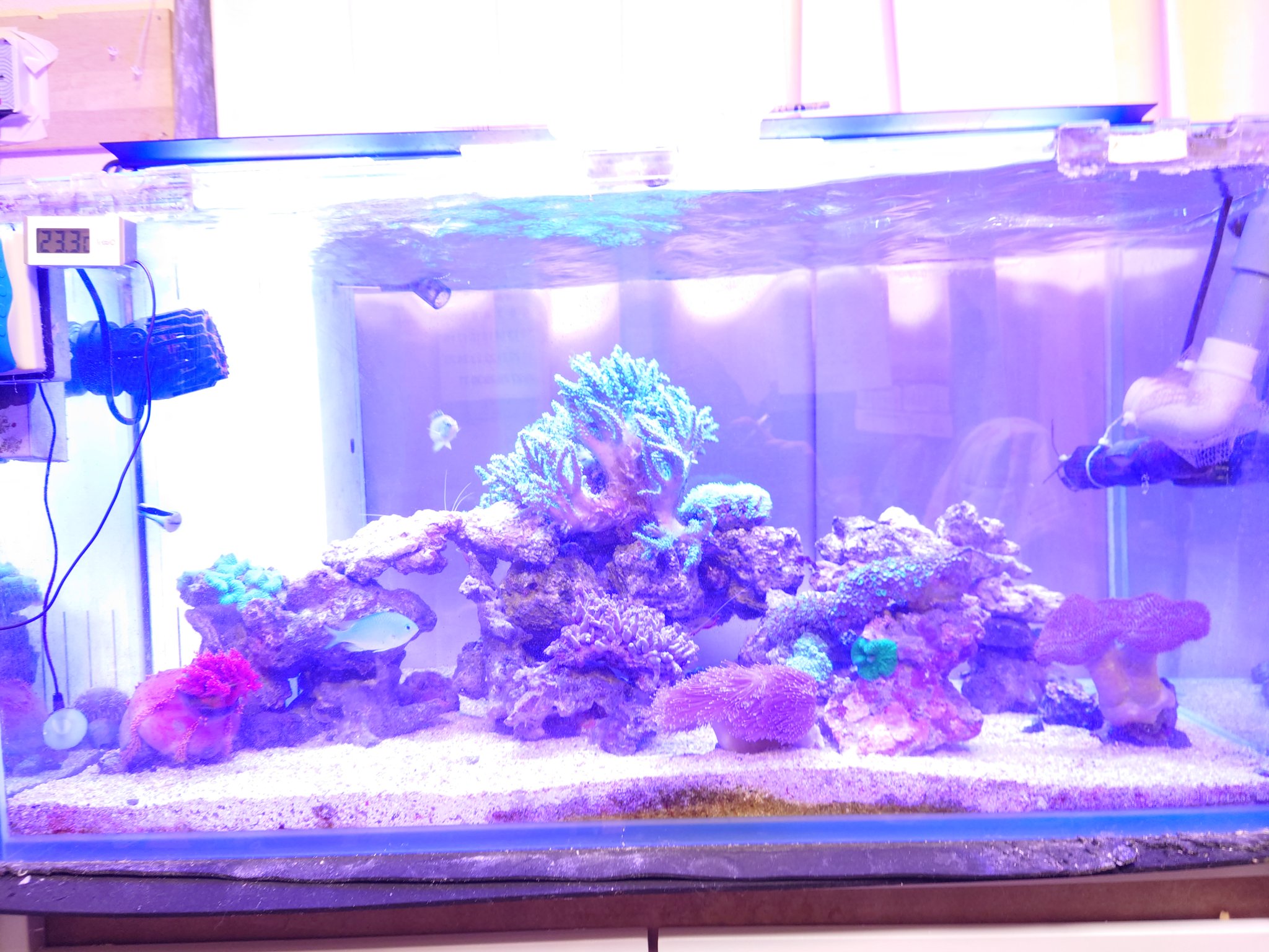 海水魚飼育水槽 Twitter 搜尋 Twitter