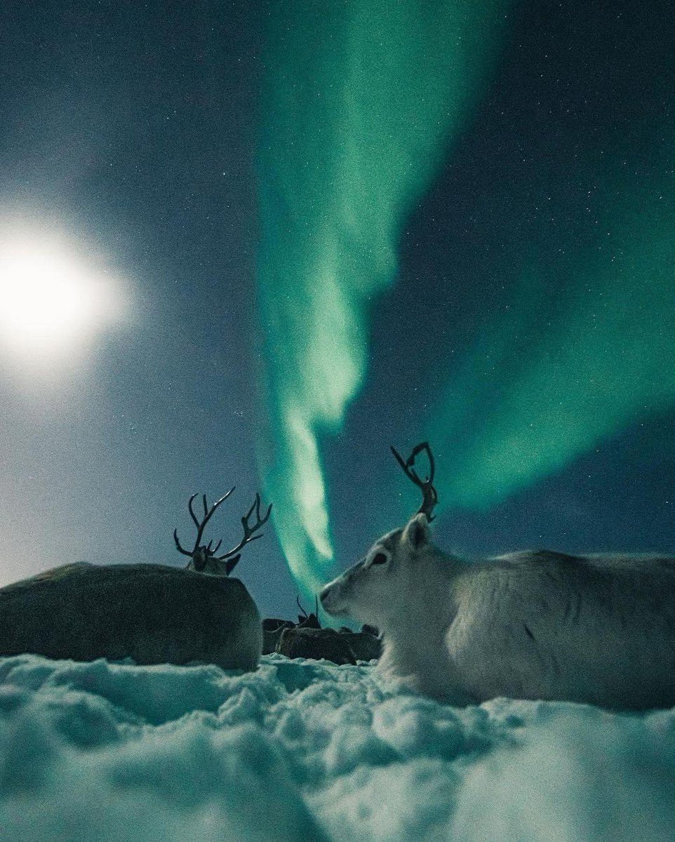 nayef_Al_saif_'s tweet photo. This reindeer knows how to make northern light views even more majestic 🦌💫  

📍Norway 🇳🇴  
📸By @kpunkka https://t.co/GtWNKNmHKq