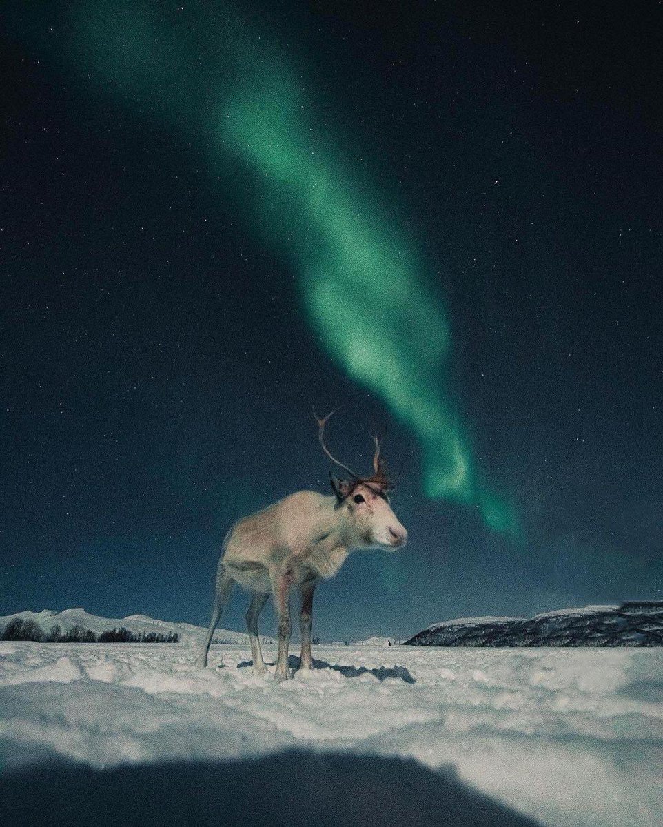 nayef_Al_saif_'s tweet photo. This reindeer knows how to make northern light views even more majestic 🦌💫  

📍Norway 🇳🇴  
📸By @kpunkka https://t.co/GtWNKNmHKq