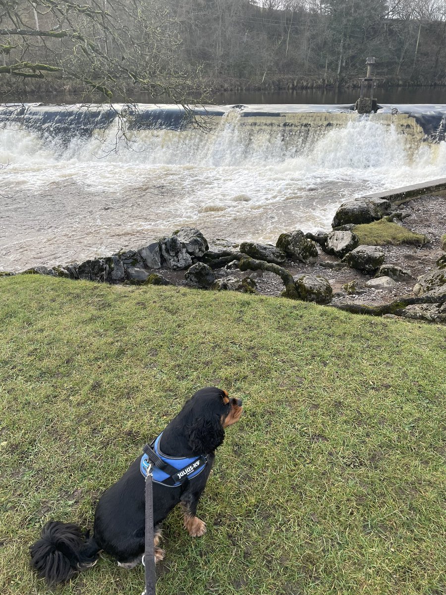 CavMaxi's tweet photo. Starting the New Year with a #cheekyonenighter in the Dales today 🌿 ☀️ 💦 This is me at Linton Falls, pretty rapid this afternoon so had to go upstream for a calmer spot #watermaxi  #ridetherapids https://t.co/LJibHCYNBU