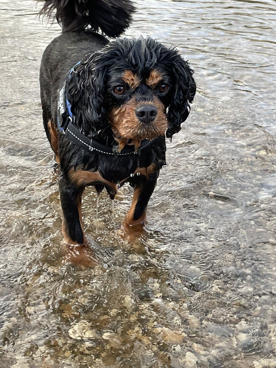 CavMaxi's tweet photo. Starting the New Year with a #cheekyonenighter in the Dales today 🌿 ☀️ 💦 This is me at Linton Falls, pretty rapid this afternoon so had to go upstream for a calmer spot #watermaxi  #ridetherapids https://t.co/LJibHCYNBU