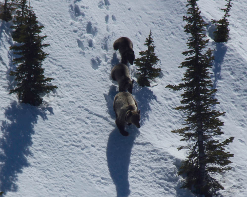 BearConserve's tweet photo. HAPPY NEW YEAR FROM BEAR CONSERVATION https://t.co/aejOfaFTFj