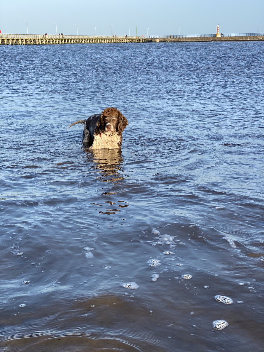 SpanielsSuper's tweet photo. @HGrafdad Oh Hugo I did &amp; it was wonderful. Mum has promised we can go every day as the salt water will help  it heal and I need to build up my muscle tone #SuperSwimmingSnoopy #BackInTheWater https://t.co/shtpIfgxeb