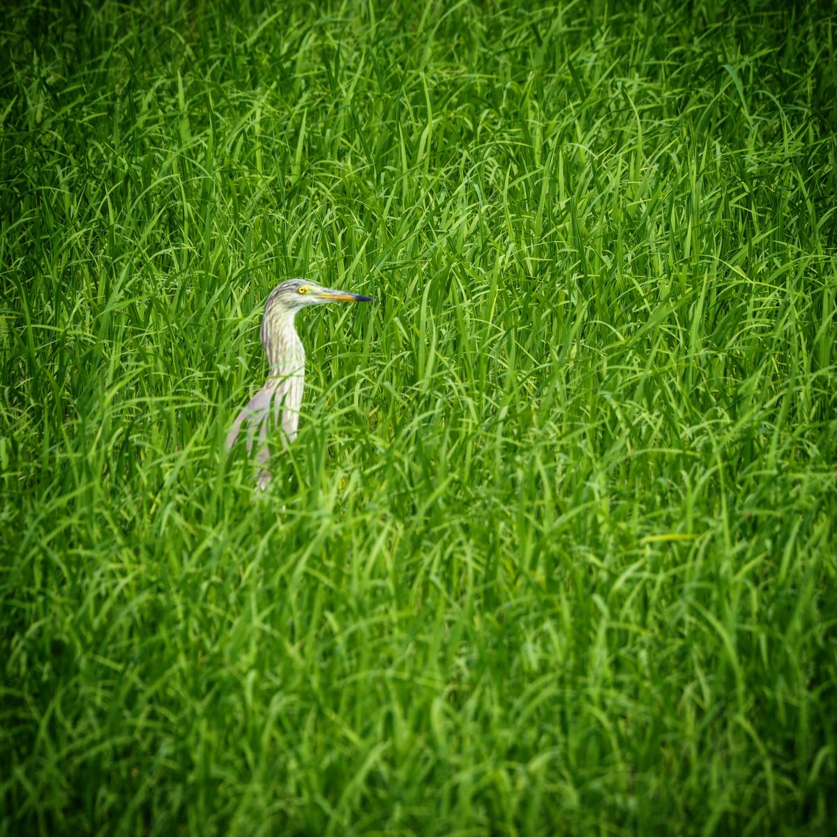 lubihph's tweet photo. #BirdTwitter #photography https://t.co/nVYkAUUArH