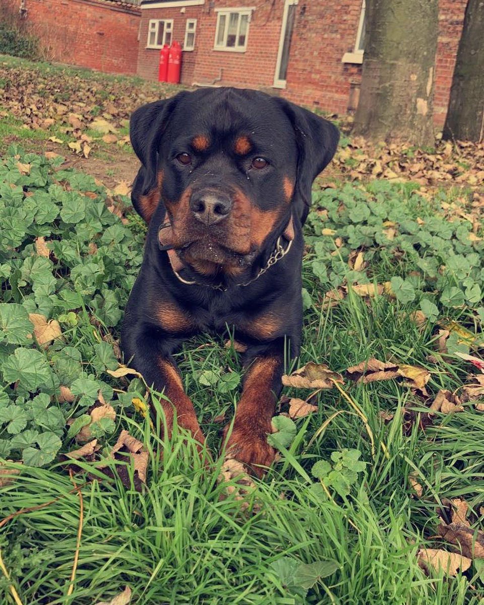 GlcFarms's tweet photo. Successful first mating today with my gorgeous Lotti - hopefully puppies soon ❤️ https://t.co/CF8V2v4yfz
