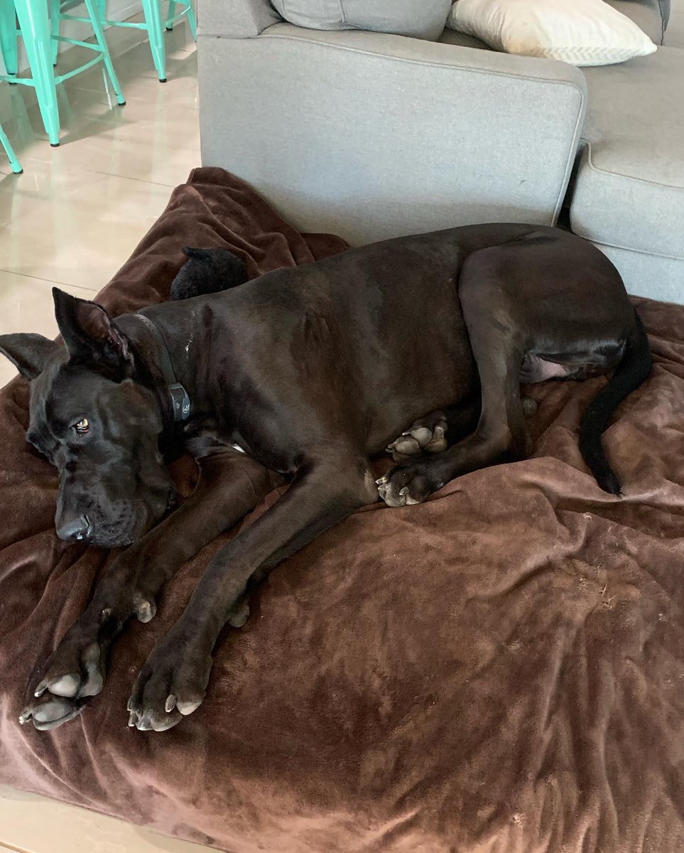 fuentejps's tweet photo. Happy New Years!  May 2022 be filled with love, laughter and Peace 🎆 Hugo and family #hugothedane #hubro #bigassdogs https://t.co/8GDgYLr47K