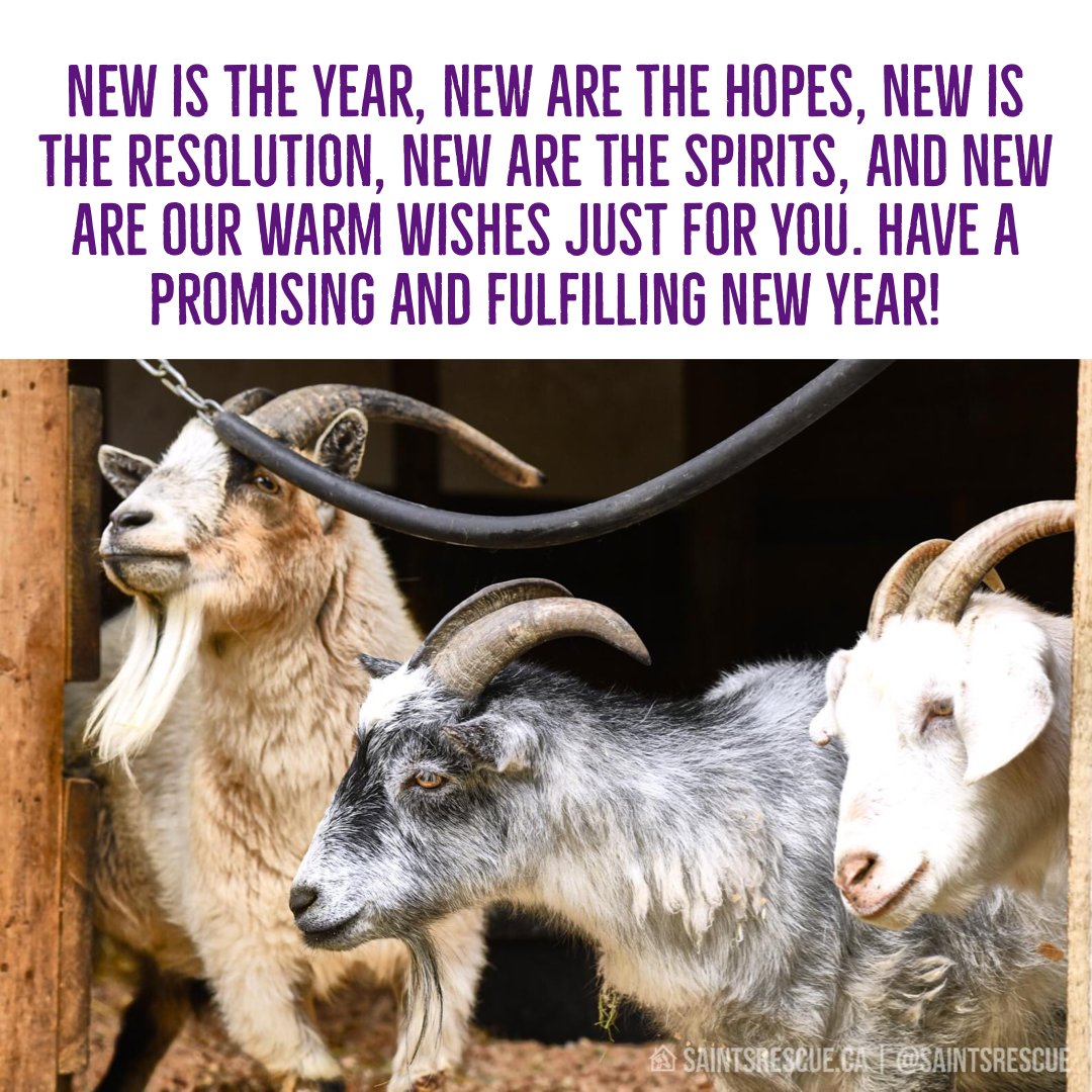 #saintsrescue #animalsanctuary #HappyNewYear