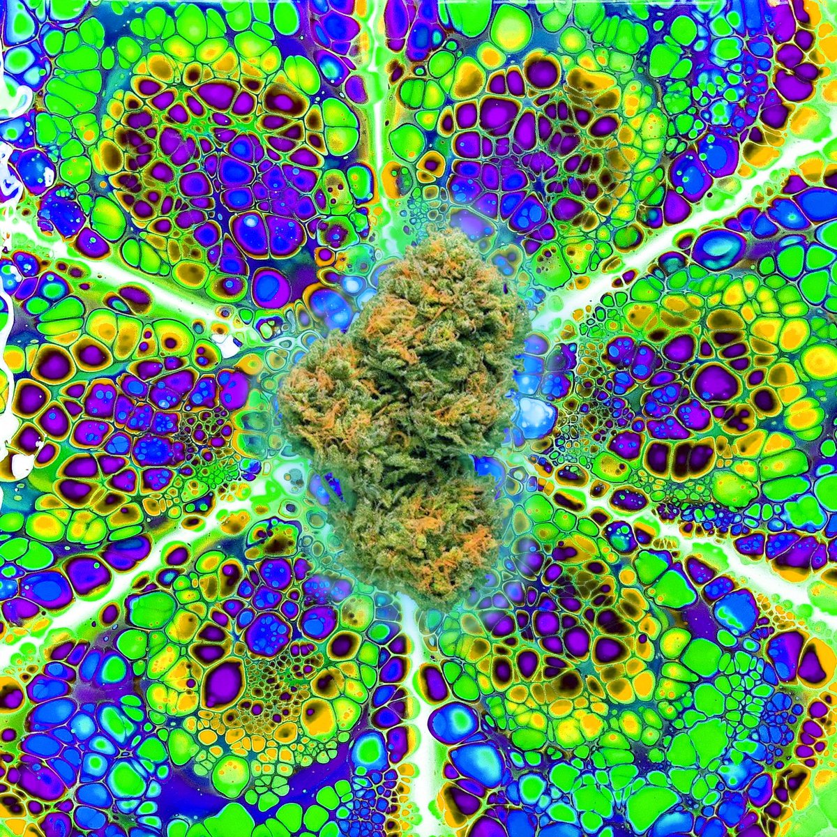 #WeedStrainsNFT 
🚨1x #nft $eth to 1 random person who retweet and like this tweet🚨 $4600👀
#nfts #Giveaway #Ethereum