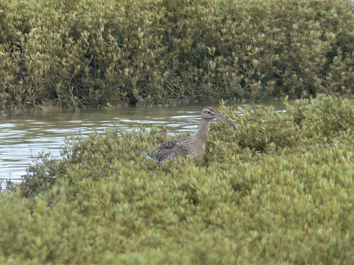 A curlew and whimbrel seen from the path at Church Norton today 😍 Please remember to give our birds lots of space so they don't waste valuable energy with a disturbance flight. They need this valuable energy to help them survive our winter 😱 <a href="/RSPB_Chichester/">RSPB Chichester Local Group</a> <a href="/ChichesterDC/">Chichester District Council</a>