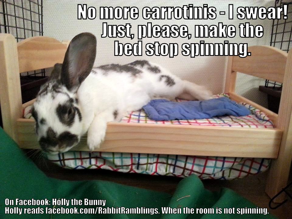 BunyaRR's tweet photo. Wishing everyone a safe, healthy, happy and prosperous New Year!
#HappyNewYear
#NewYear #Happy2022
#RabbitRamblings #Bunya 
#bunnies #rabbits
#bunnymeme #rabbitmeme
#BunniesOfTwitter #RabbitsOfTwitter
#BunniesOfInstagram #RabbitsOfInstagram
#BunniesOfFacebook #RabbitsOfFacebook https://t.co/0aW6HAHNY6
