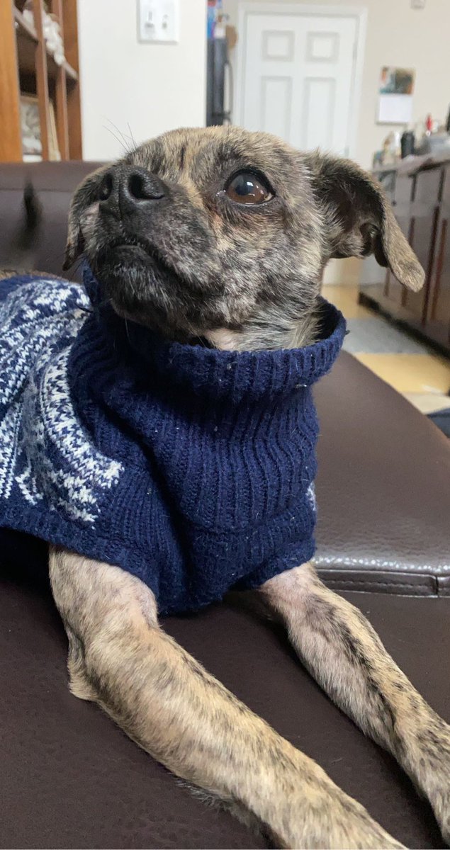 maxibeans's tweet photo. Happy New Year!!! #NewYear2022 #dogsoftwitter https://t.co/z1Q9jgG07f