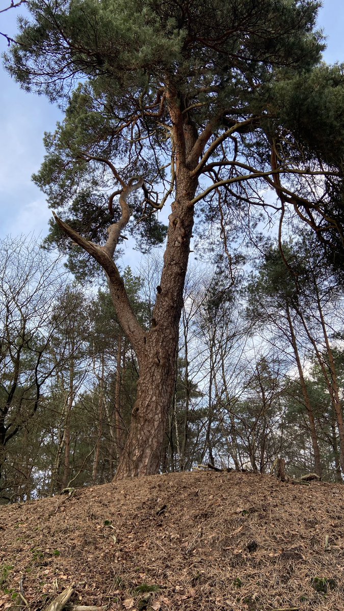 mveldhuis76's tweet photo. Wat een geweldige, oude grove dennen kom ik tegen in #Stadsbosch. Een bosgebied ten westen van het #Rozendaalsebos, net naast de #Ringallee. Zulke dennen zag ik ook op #landgoed #PaleisSoestdijk. En die waren geplant in de 18e eeuw. #monumenten #groenerfgoed #groveden #Arnhem https://t.co/afOUbfyFiA