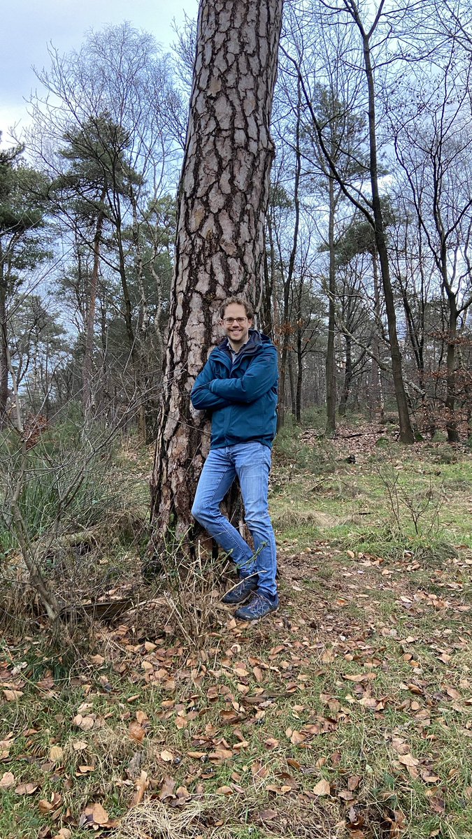 mveldhuis76's tweet photo. Wat een geweldige, oude grove dennen kom ik tegen in #Stadsbosch. Een bosgebied ten westen van het #Rozendaalsebos, net naast de #Ringallee. Zulke dennen zag ik ook op #landgoed #PaleisSoestdijk. En die waren geplant in de 18e eeuw. #monumenten #groenerfgoed #groveden #Arnhem https://t.co/afOUbfyFiA