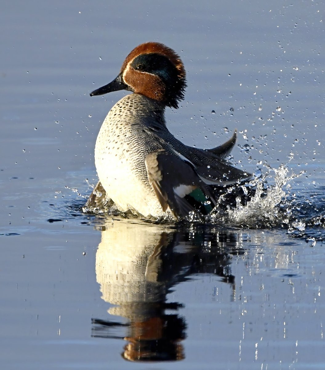 CarlBovisNature's tweet photo. Male Teal splashing about! 😀
 #TwitterNatureCommunity 🐦 https://t.co/EZUuG2Hu42