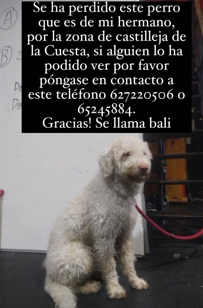 PoliciaLocalcc's tweet photo. Nos solicitan colaboración para localizar a Bali, este peludete que se perdió ayer por la noche y al que buscamos por la zona con resultado negativo.
¿Nos ayudas a darle difusión?
#Comparte
Nosotros 💙 Animales
#PoliciaCastilleja https://t.co/HyoKWC0Y65