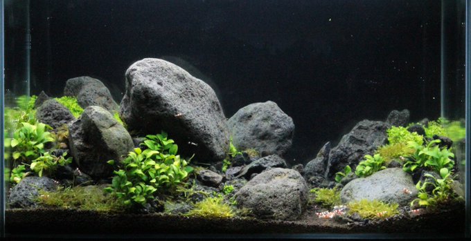 害虫ストップ 水草のトリートメント方法 North Bee Factory