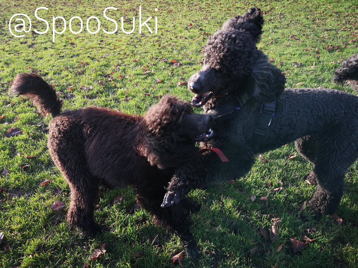 The little squirt <a href="/LenkaThePoodle/">LenkaThePoodle</a> is quite good fun now...
#StandardPoodle #Poodle #StandardPoodlePuppy #Puppy #DogsOfTwitter