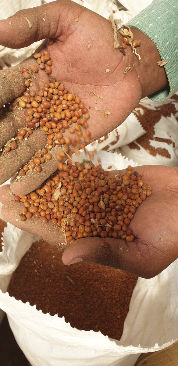 ExportMetro's tweet image. Expecting some good pegion peas this year 2022.