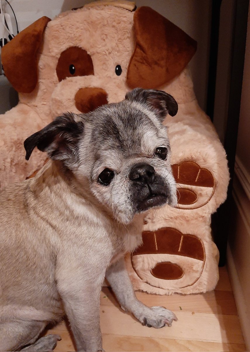 #Gnuggit poses for her last photo of 2021. #HappyNewYear #pugs #pug